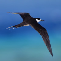 Sooty Tern